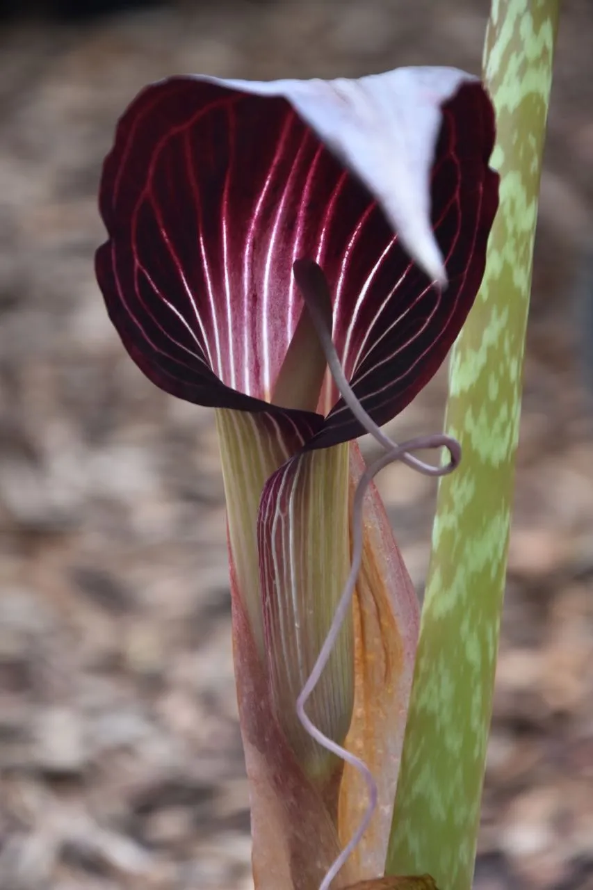 Arisaema speciosum (Jack-in-the-Pulpit)