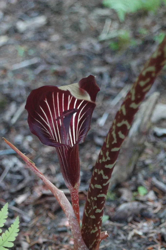 Arisaema speciosum (Jack-in-the-Pulpit)