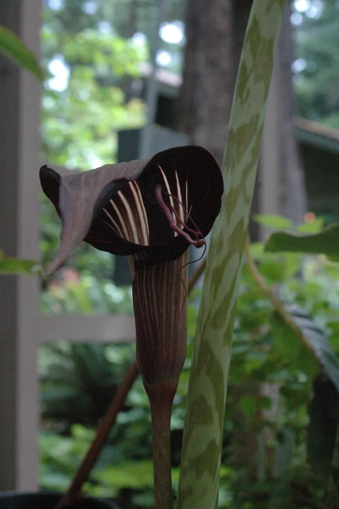 Arisaema speciosum (Jack-in-the-Pulpit)