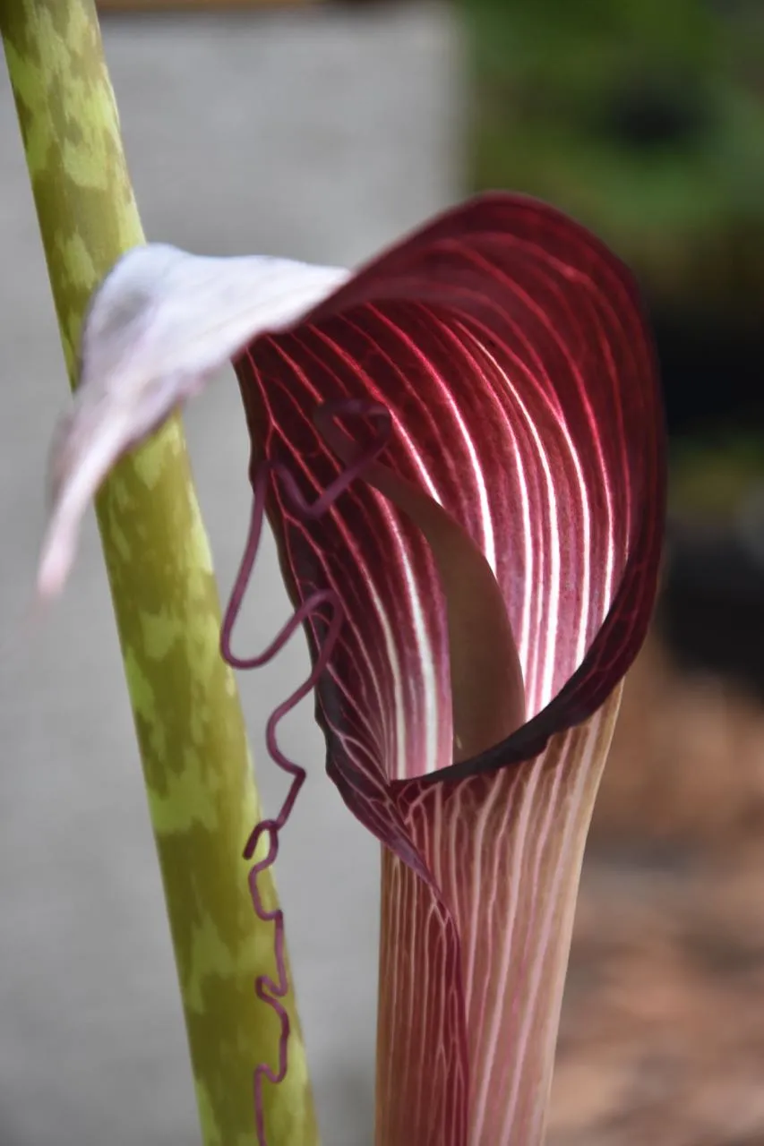 Arisaema speciosum (Jack-in-the-Pulpit)