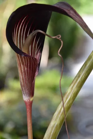 Arisaema speciosum (Jack-in-the-Pulpit)