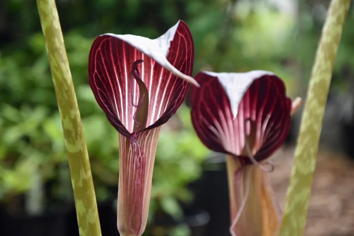 Arisaema speciosum (Jack-in-the-Pulpit)