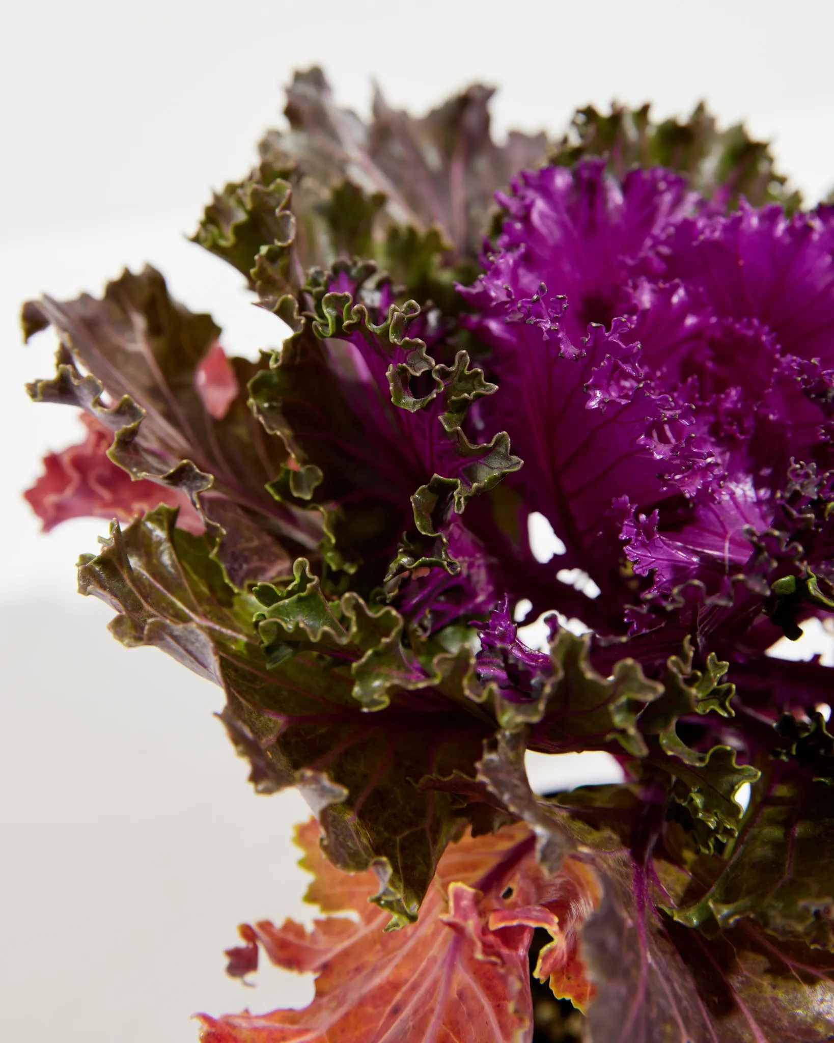 Crystal Red Ornamental Kale