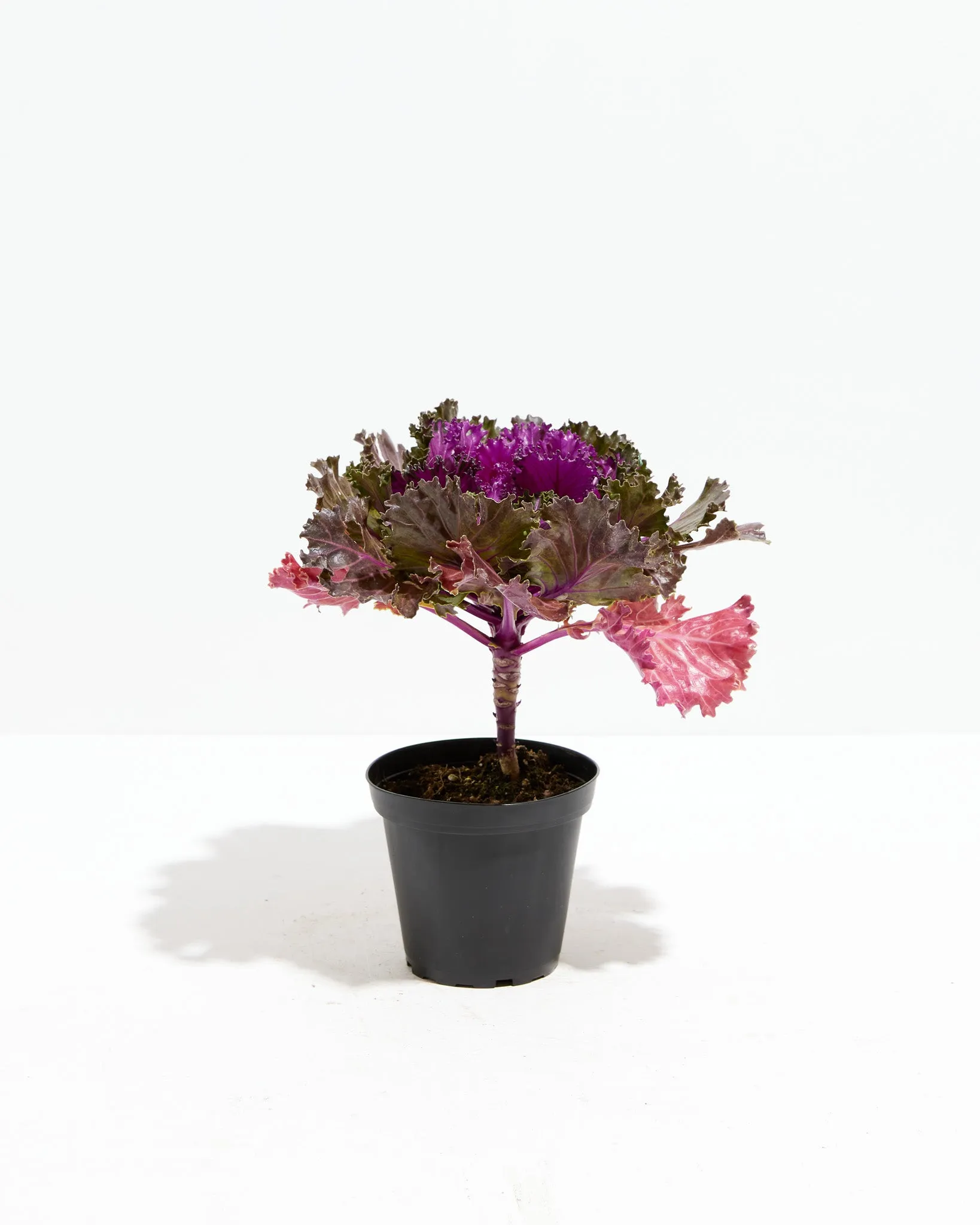 Crystal Red Ornamental Kale