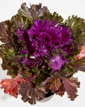 Crystal Red Ornamental Kale