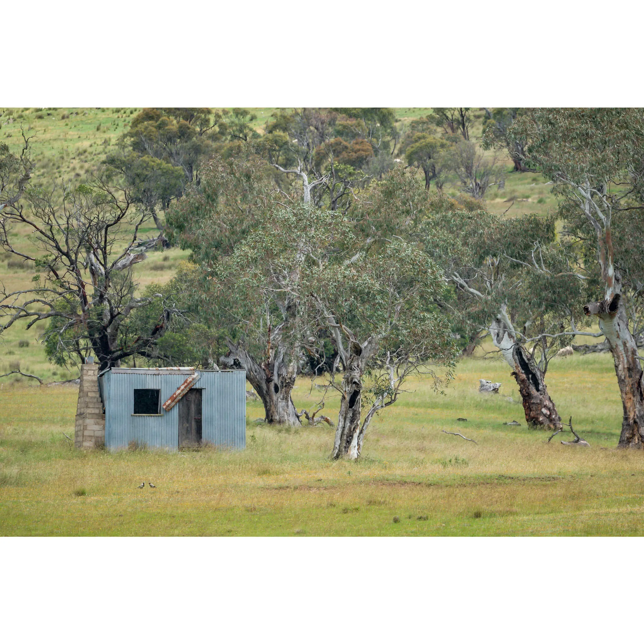 Home Amongst The Gums | A Place to Call Home