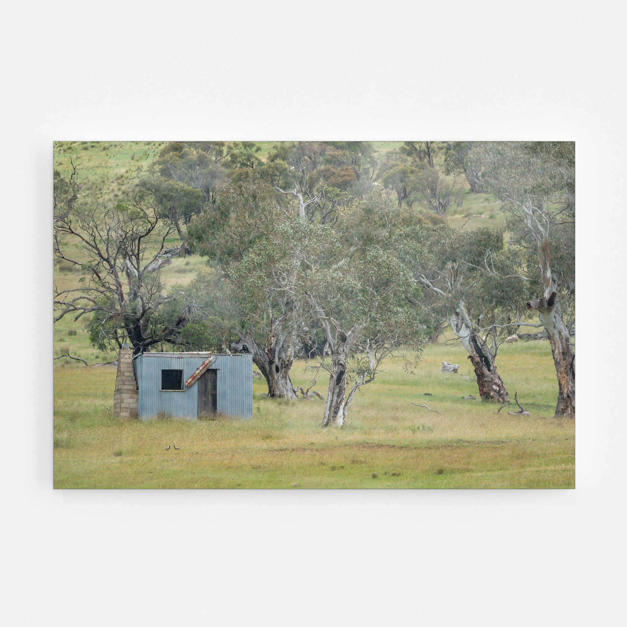 Home Amongst The Gums | A Place to Call Home