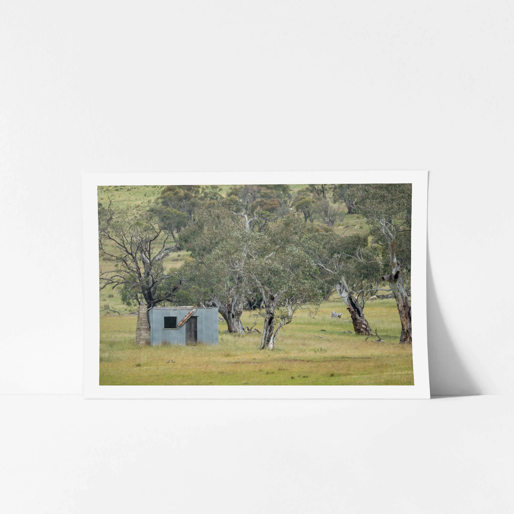 Home Amongst The Gums | A Place to Call Home